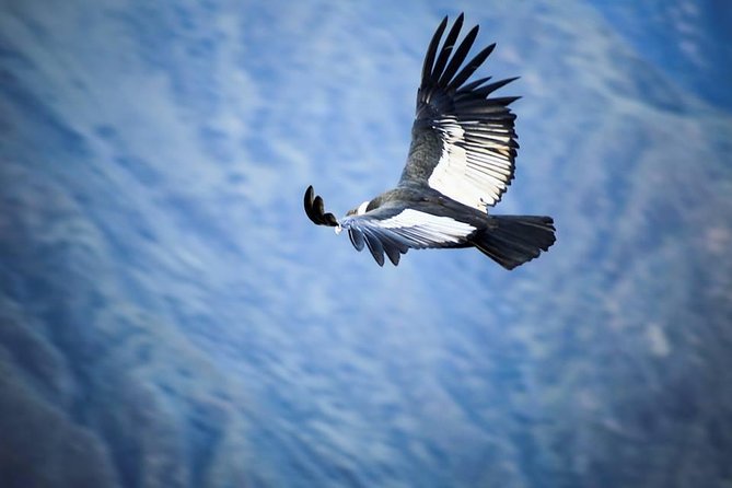 Colca Canyon Sightseeing Tour 2-Day 1-Night - Overview of the Colca Canyon Tour