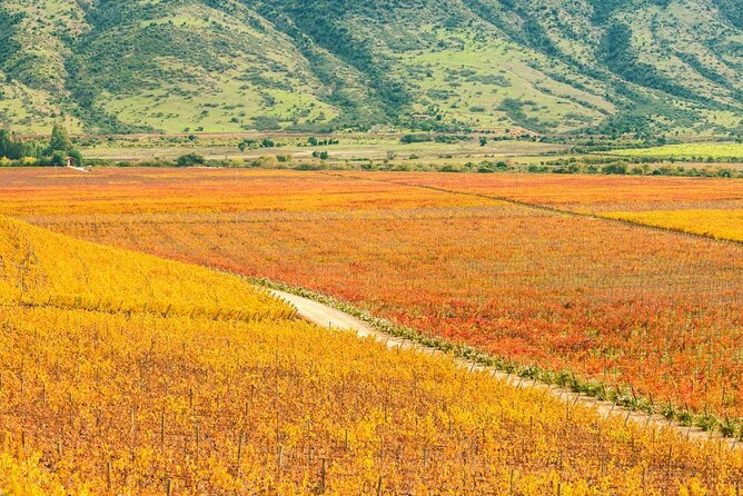 Colchagua Valley Tour & Tasting