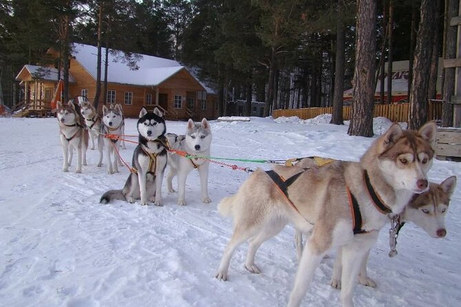 Combo TourHusky and Reindeer Sledding Ride in Levi