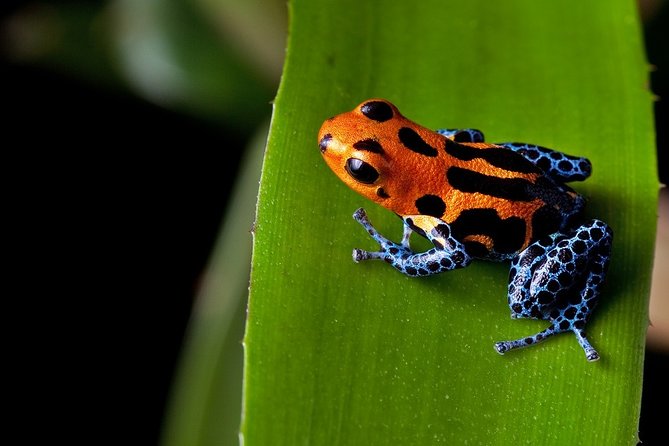 Costa Rica Top Adventure 8D/7N Vacation Package