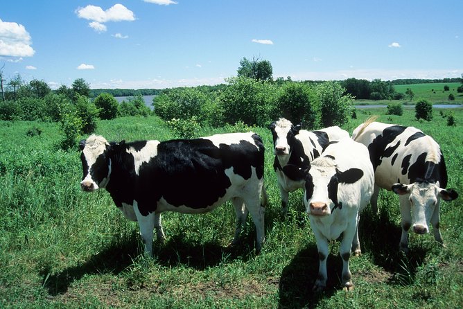 Cow Heaven: a Self-Guided Driving Tour From Point Reyes Seashore to Tomales
