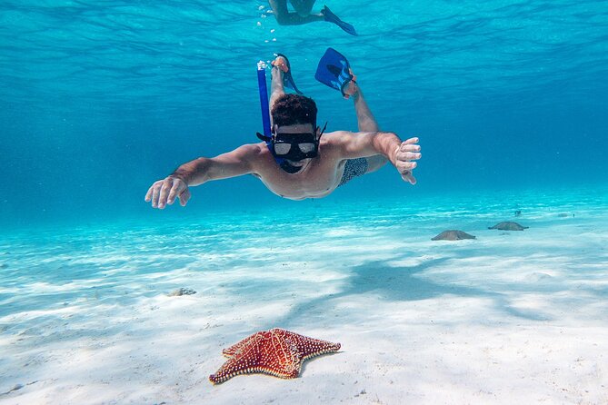 Cozumel Starfish and Tropical Reef Snorkeling by Powerboat With Lunch