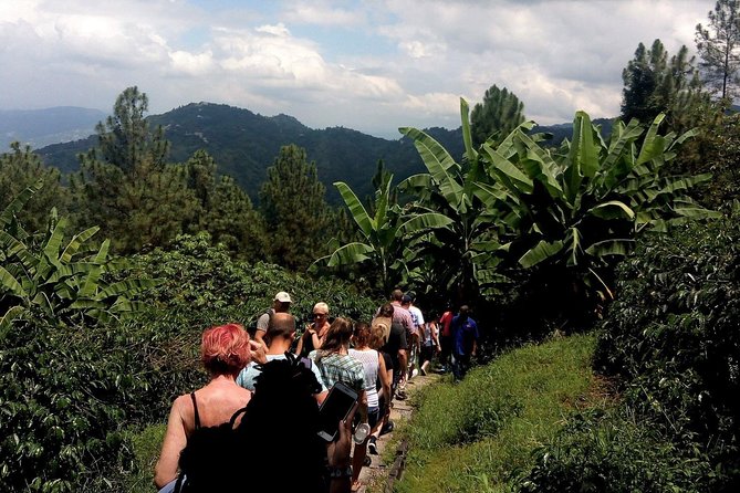 Craighton Blue Mountain Coffee Tasting & Farm Tour From Port Royal Cruise Port