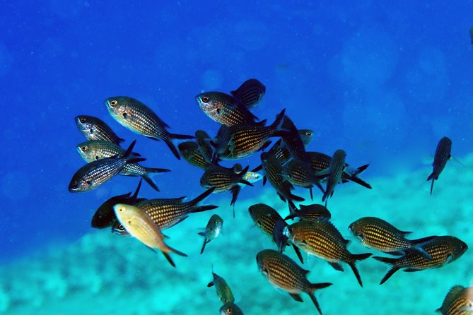 Crete Introductory Scuba Diving Experience - Experience Overview
