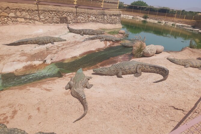 Crocodil Park Transport and Crocoparc Ticket