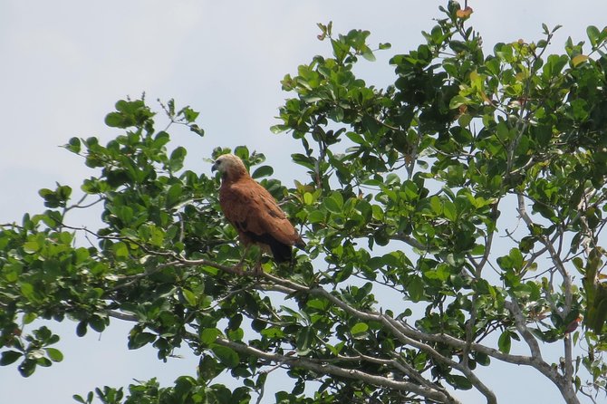 Crooked Tree Bird Watching - Immerse in Tropical Birding Experience