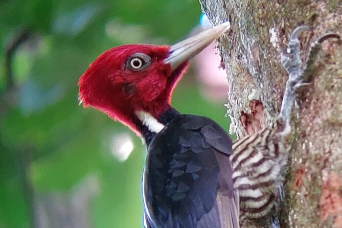 Curicancha Birdwatching Tour