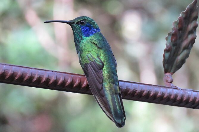 CuriCancha Reserve Admission Ticket