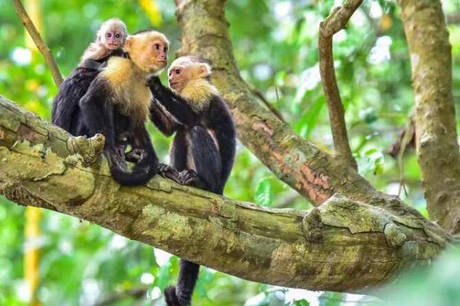 Damas Island Mangrove Tour With Monkeys - Tour Overview