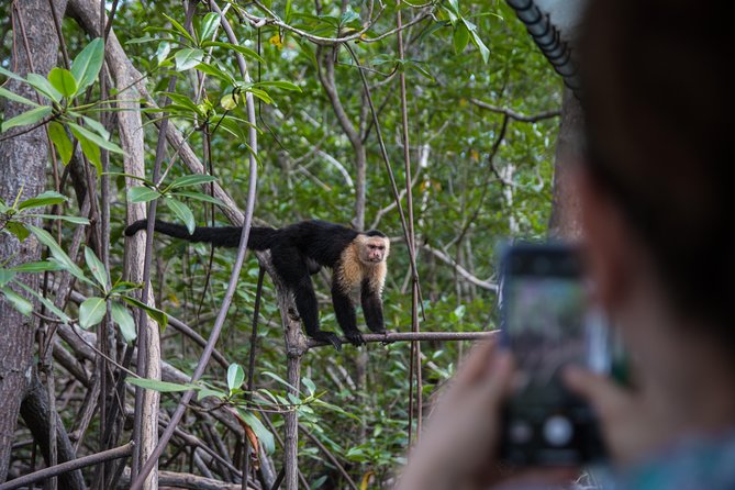 Damas Mangroove Boat Tour From Manuel Antonio - Inclusions