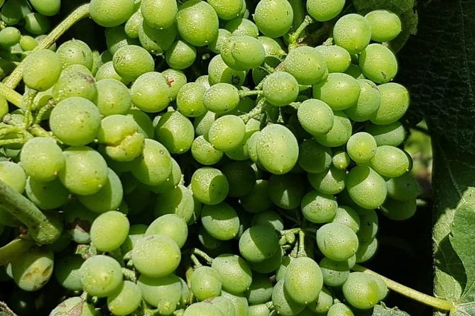Dão Wine Region: Portuguese Version on Bordeaux