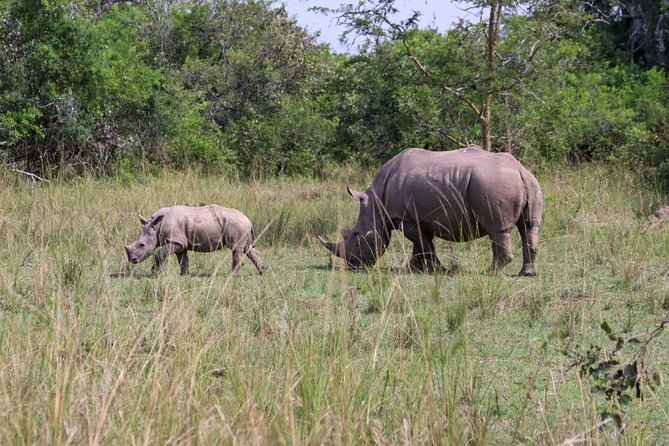 Day Tour Of Ziwa Rhino Sanctuary and Wildlife Ranch – ZIWA RHINO TREKKING