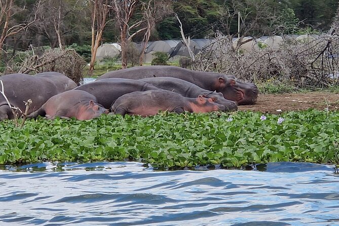 Day Tour To Hells Gate National Park and Optional Boat Ride on Lake Naivasha. - Highlights of the Tour