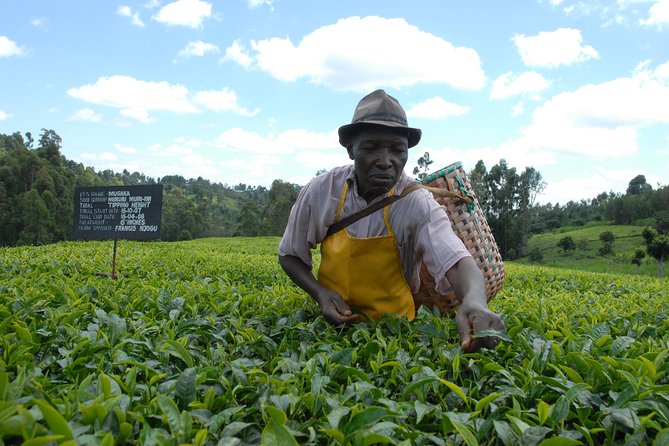 Day Tour To Kiambethu Tea Farm in Limuru - Exploring the Tea Farms History