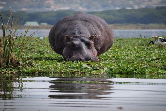 Day Tour to Mount Longonot Park From Nairobi
