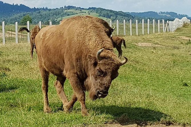 Day Trip From Brasov: Bison Reserve & Traditional Lunch - What to Expect