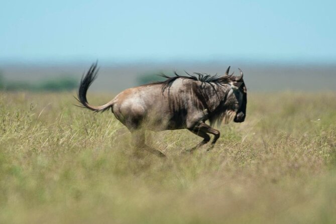 Day Trip Safari to Mikumi National Park