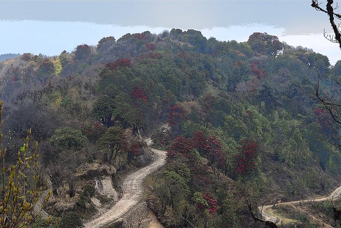 Day Trip to Singalila (Guided Private Sightseeing Experience From Darjeeling)