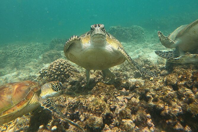 Daymaniyat Islands Snorkeling Adventure From Muscat - Overview of Daymaniyat Islands