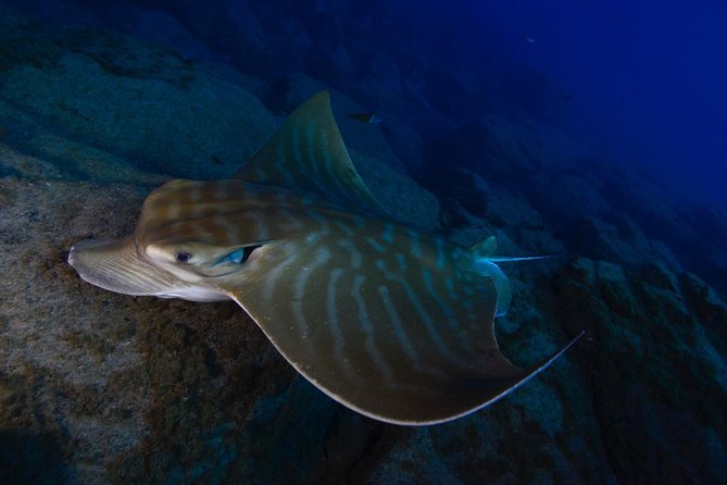 DEEP DIVING SPECIALITY – Discover a New World up to 40M Depth !