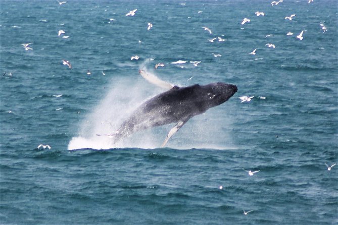 Deluxe Whale Watching and Whales of Iceland Exhibition Combo From Reykjavik