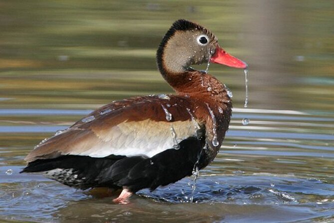 Desembocada and Ameca River Bird Paradise (Wetland and Tropical Birds in Pv)