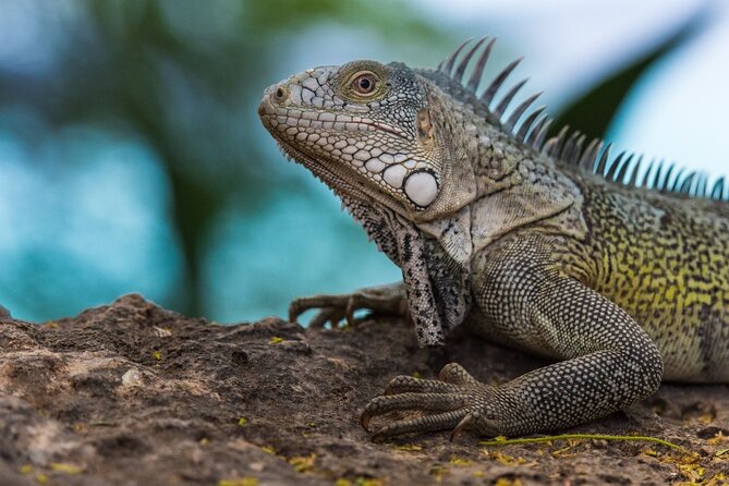 Discover Curaçao Self Guided Island Tour