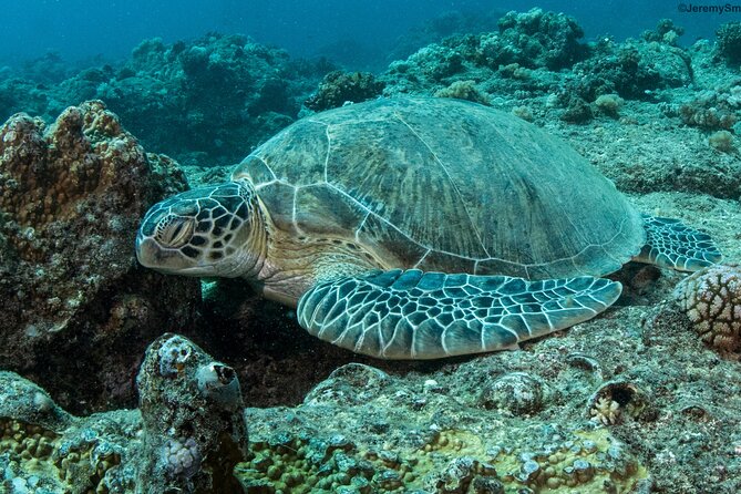 Discover Scuba Diving in Mauritius