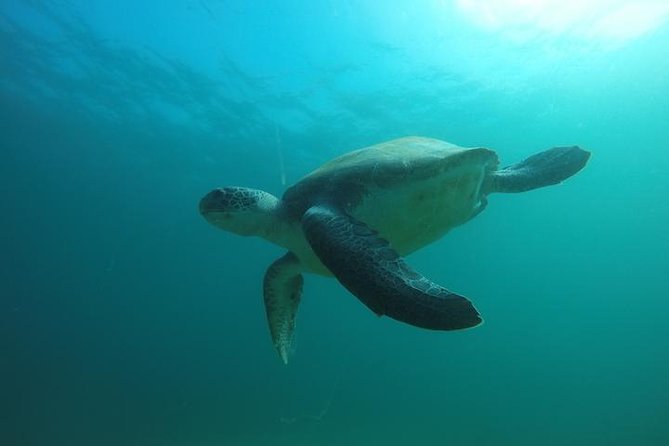 Discover Scuba Diving With Two Dives in the Ocean in Tenerife With Transfers