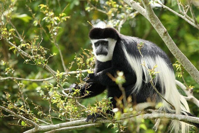 Discover the Beauty of Rwanda in 12Days