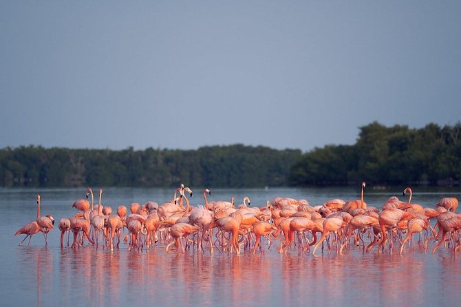 Discover the FABULOUS PINK WATERS at the Caribean (Las Coloradas+Río Lagartos)