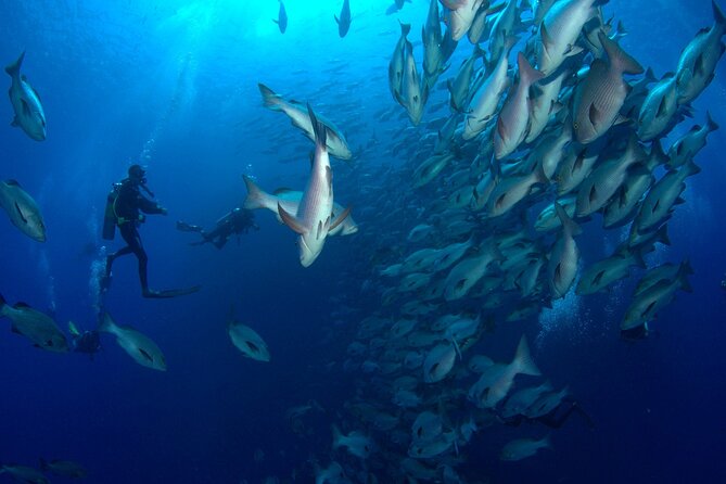 Dive in Sharm El Sheikh – Diving Boat Trip for Certified Divers