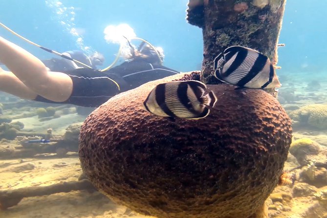 Diving Without Tanks on Your Back!