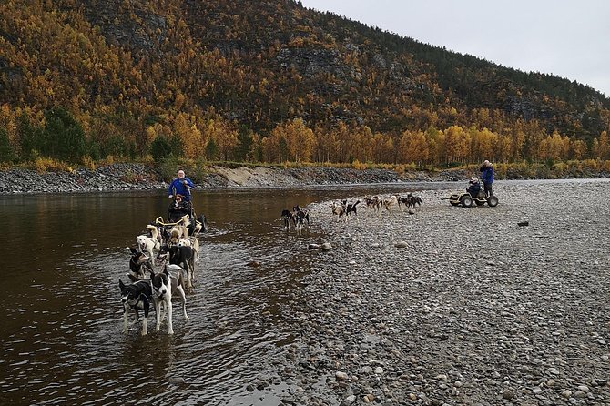 Dog Driving With Dog Carriage in the Alta Valley Along the Famous Salmon River