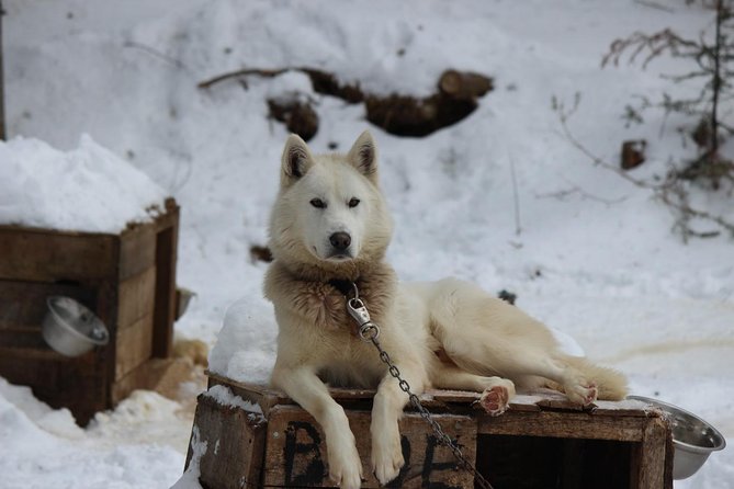 Dogsled Adventure in Mont-Tremblant - Overview of the Adventure