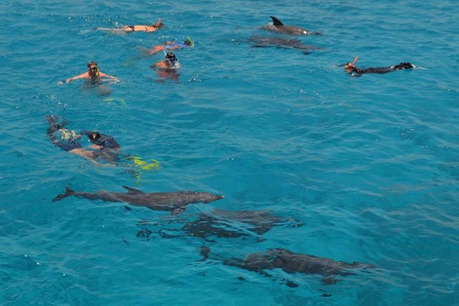 Dolphin House Sea Trip