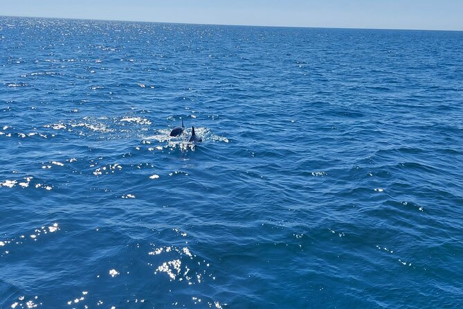 Dolphin Trips on a Catamaran - Overview and Details