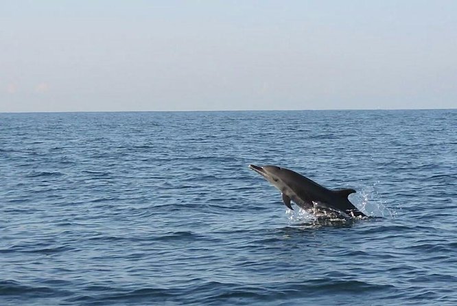 Dolphin Watching
