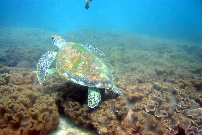 Dolphin Watching and Snorkeling Activity in Muscat