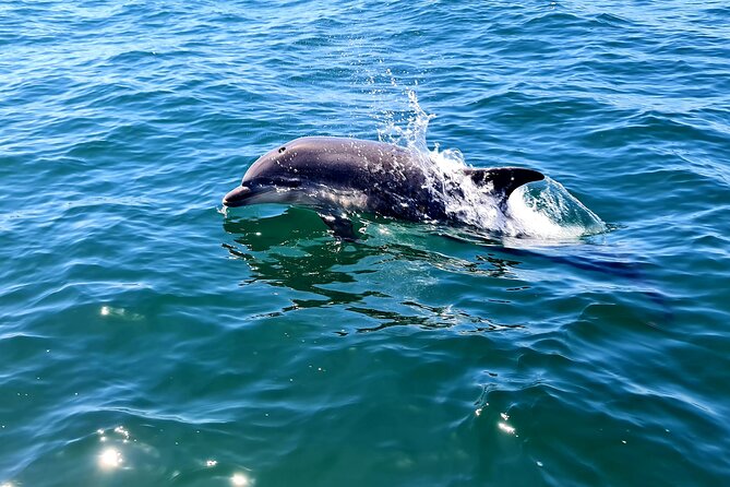 Dolphin Watching in Sesimbra