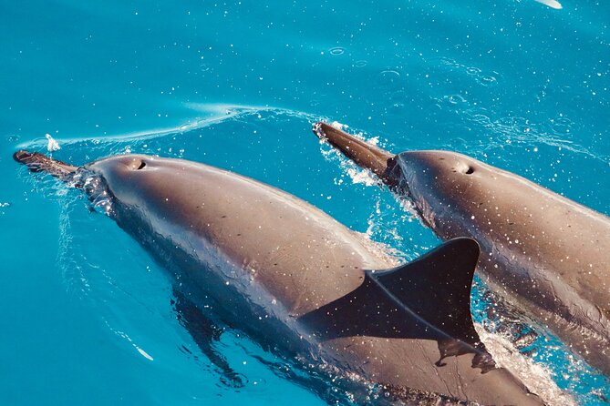 Dolphin Watching & Snorkel in the West Coast Line of Oahu