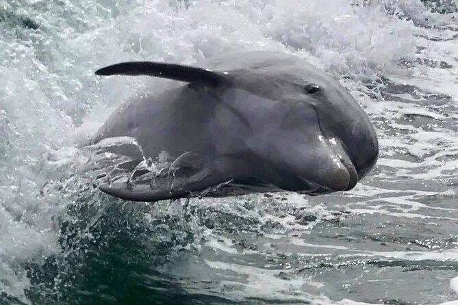 Dolphin Watching Sunset Cruise