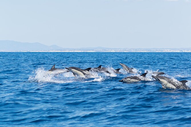 Dolphins & Caves on Rib Boat - Overview of the Activity