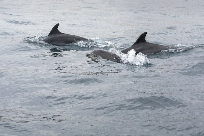Dreamer Cave and Dolphins Boat Tour With Transport From Albufeira - Key Details to Know