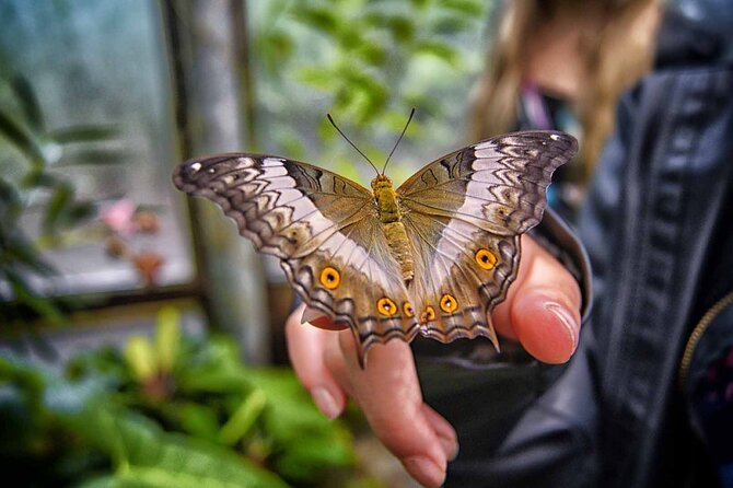 Dubai: Skip-The-Line Ticket to Butterfly Garden - Overview and Key Features