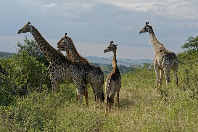Durban Shore Excursion: Private Small Group Tala Game Reserve - Inclusions and Transport