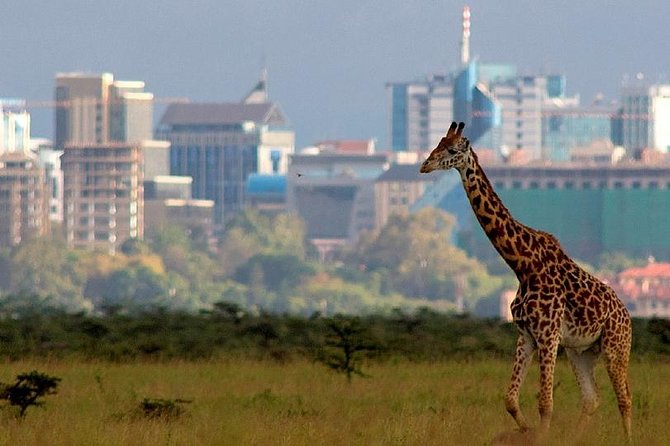 Early Morning Half Day Mini Safari To Nairobi National Park - Overview of the Safari Experience