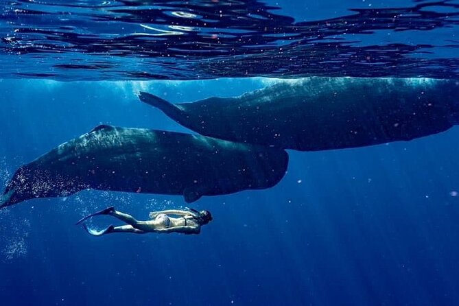 Eco-friendly Dolphin Watching Tour in Mauritius
