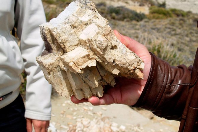El Calafate: Day Trip to the Spectacular Petrified Forest La Leona