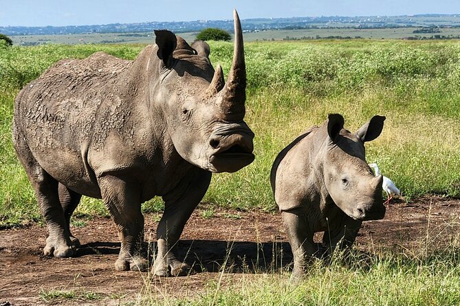 Elephant Orphanage, Giraffe Centre& Optional Nairobi Nationalpark